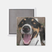 Magnet de chien de chien de chien (Recto/Verso)