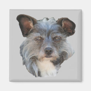 Magnet de chien de mouton Mutt de race mixte de Te