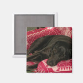 Magnet de chien endormi (Recto/Verso)