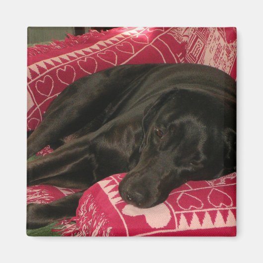 Magnet de chien endormi (Devant)