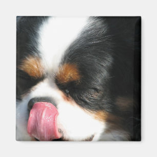 Magnet de Chien Spanial Cute Cavalier