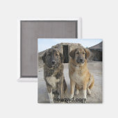 Magnet de chiens de Nowzad (Recto/Verso)