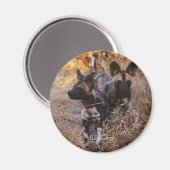 Magnet de chiens sauvages (Recto/Verso)
