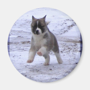 Magnet de chiot d'Akita