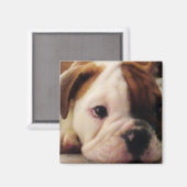 Magnet de chiot de Bulldog (Recto/Verso)