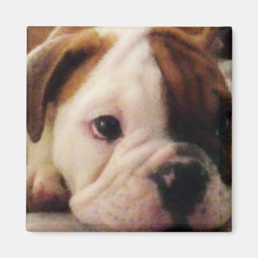 Magnet de chiot de Bulldog (Devant)