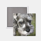 Magnet de chiot Schnauzer miniature adorable (Recto/Verso)