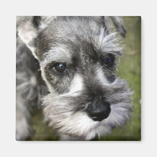 Magnet de chiot Schnauzer miniature adorable