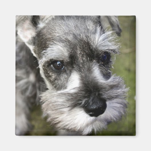 Magnet de chiot Schnauzer miniature adorable (Devant)