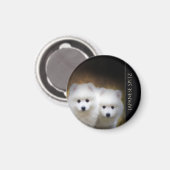 Magnet de chiots spitz japonais (Recto/Verso)