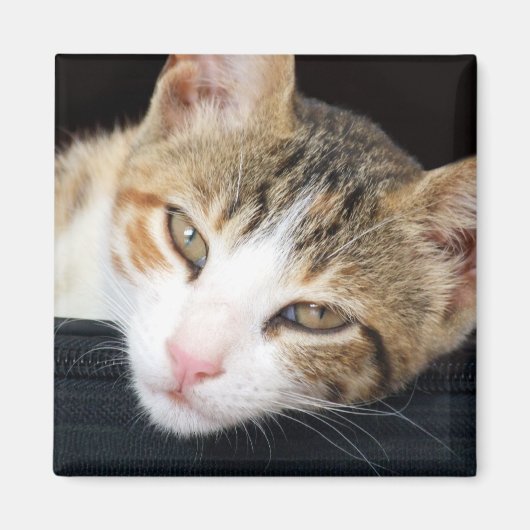 Magnet de Cleo Cat (Devant)