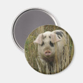 Magnet de cochon mignon (Recto/Verso)