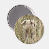 Magnet de cochon mignon (Recto/Verso)