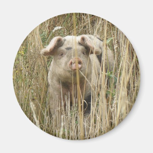 Magnet de cochon mignon (Devant)
