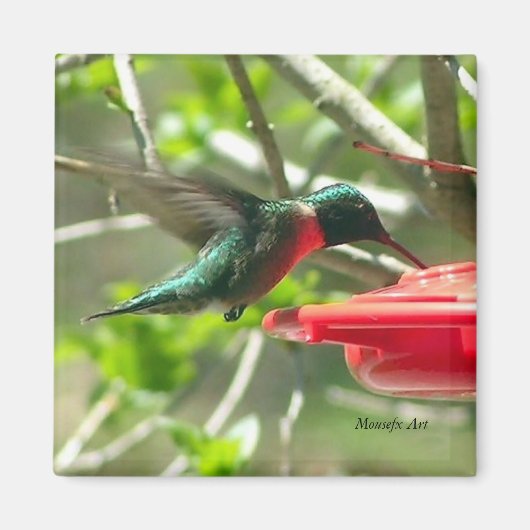 Magnet de colibris (Devant)