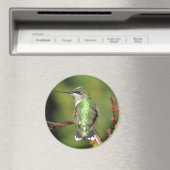 Magnet de colibris (In Situ (Lave-vaisselle))