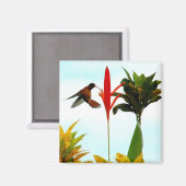 Magnet de colibris (Recto/Verso)