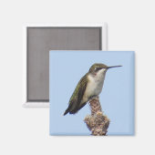 Magnet de colibris (Recto/Verso)