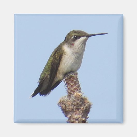 Magnet de colibris (Devant)