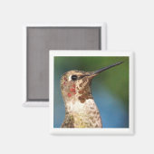 Magnet de colibris (Recto/Verso)
