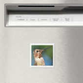 Magnet de colibris (In Situ (Lave-vaisselle))
