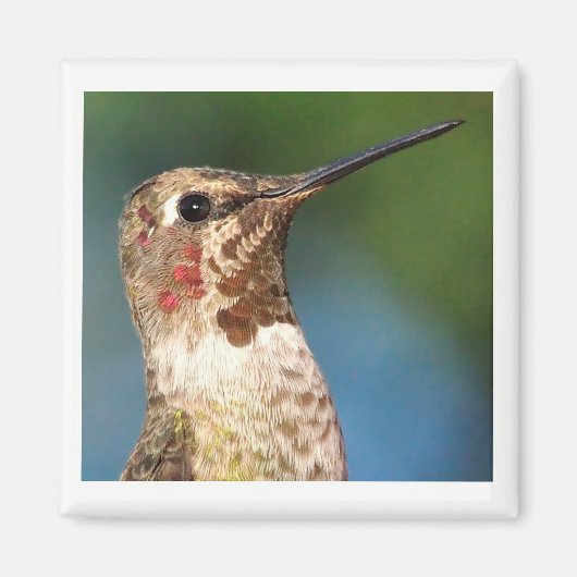 Magnet de colibris (Devant)
