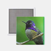 Magnet de colibris (Recto/Verso)