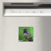 Magnet de colibris (In Situ (Lave-vaisselle))