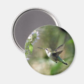 Magnet de colibris (Recto/Verso)
