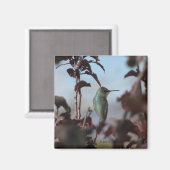Magnet de colibris (Recto/Verso)