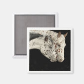 Magnet de Colts Knabstrupper (Recto/Verso)