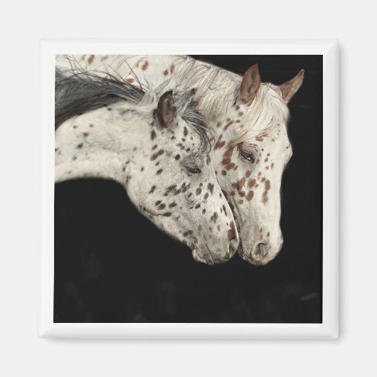 Magnet de Colts Knabstrupper (Devant)