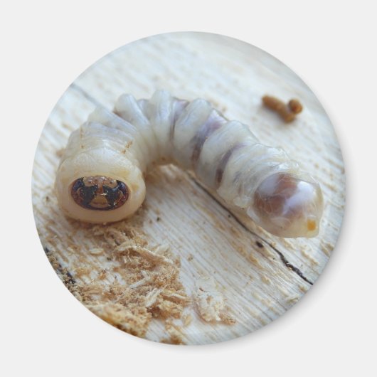 Magnet de commande à tête ronde (Devant)