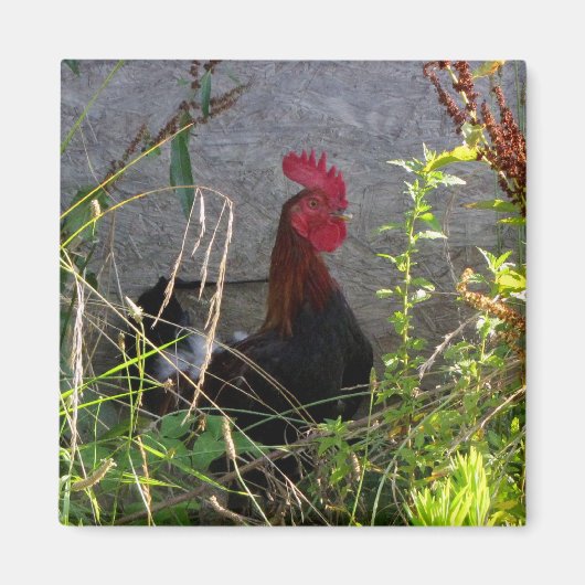 Magnet de coq (Devant)