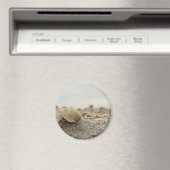 Magnet de coquillages (In Situ (Lave-vaisselle))