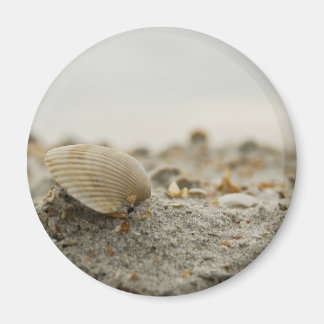 Magnet de coquillages