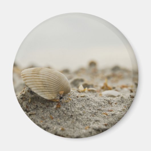 Magnet de coquillages (Devant)