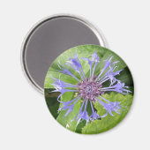 Magnet de Cornflower bleu (Recto/Verso)