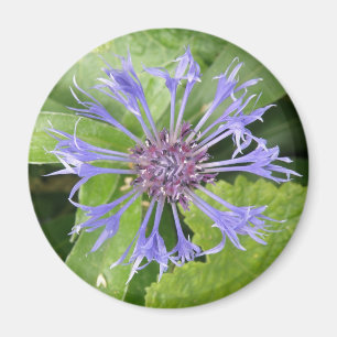 Magnet de Cornflower bleu