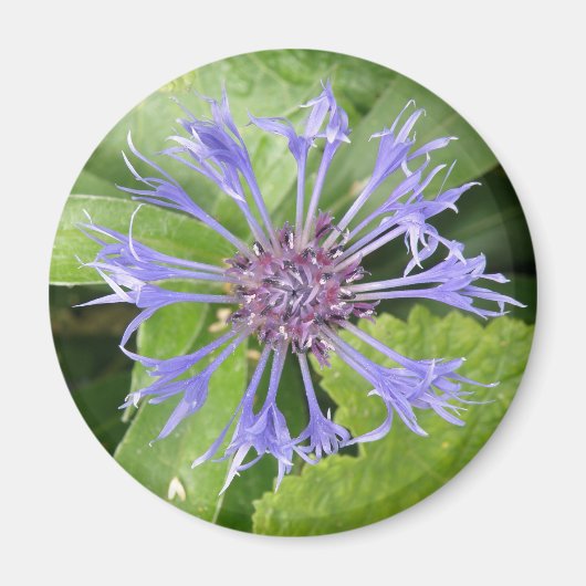 Magnet de Cornflower bleu (Devant)