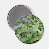 Magnet de Cornflowers (Recto/Verso)