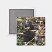 Magnet de coya (Recto/Verso)