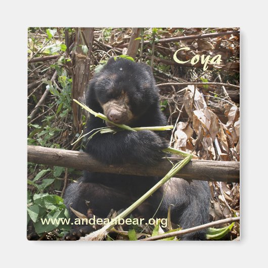 Magnet de coya (Devant)