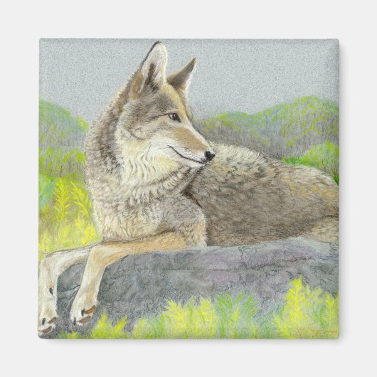 Magnet de coyote (Devant)