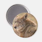 Magnet de coyote (Recto/Verso)