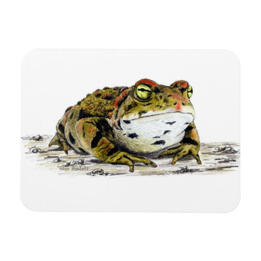 Magnet de crapaud de l'Ouest (Horizontal)