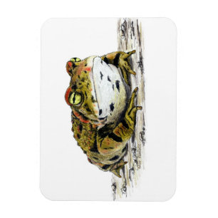 Magnet de crapaud de l'Ouest