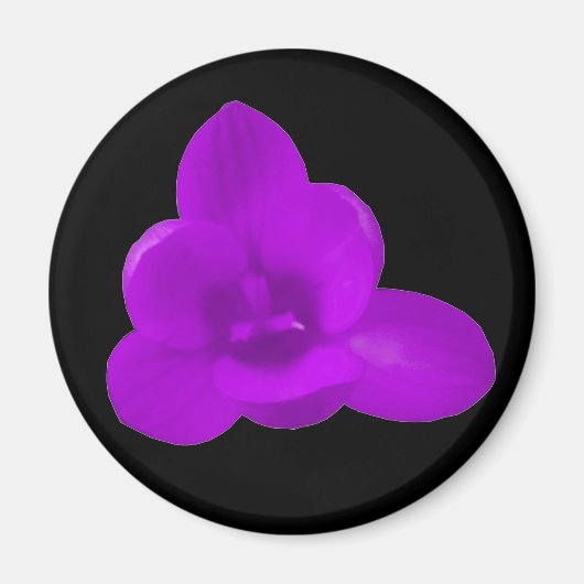 Magnet de crocus pourpre (Devant)