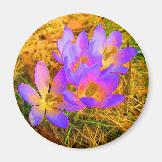 Magnet de crocus psychédélique (Devant)