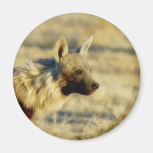 Magnet de faune d'hyène Brown
